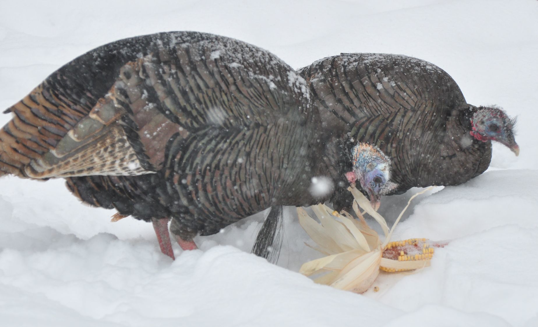 Midwinter Gobblers